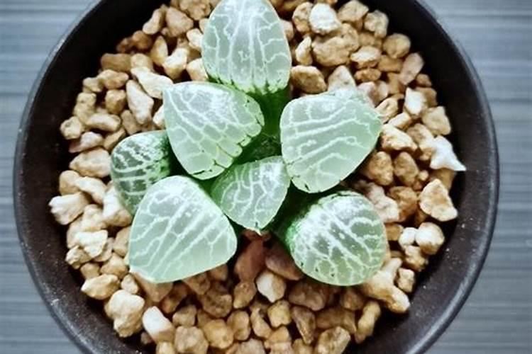 网购多肉这样处理,大大提高成活率!