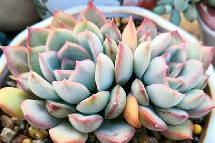 多肉可以用石子铺面吗图片 多肉可以用石子铺面吗怎么铺