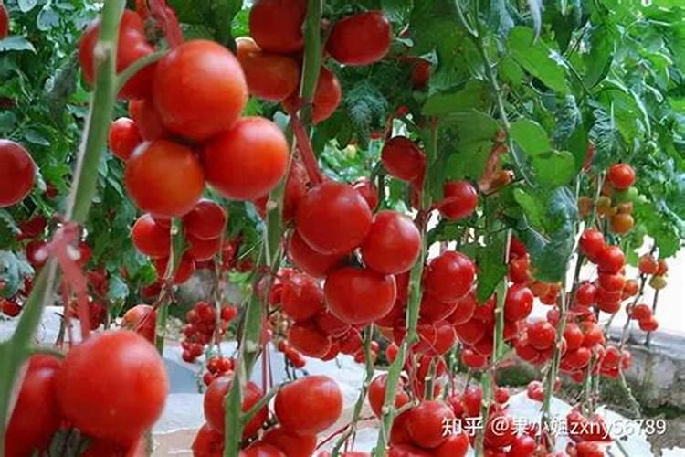 叶菜用什么叶面肥能使茎杆粗壮叶面肥大？