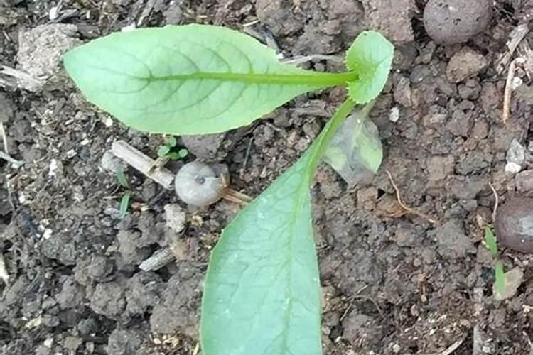 喷什么叶面肥芹菜长得快