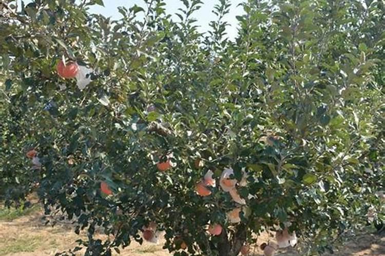 含缩二脲怎么给果树施