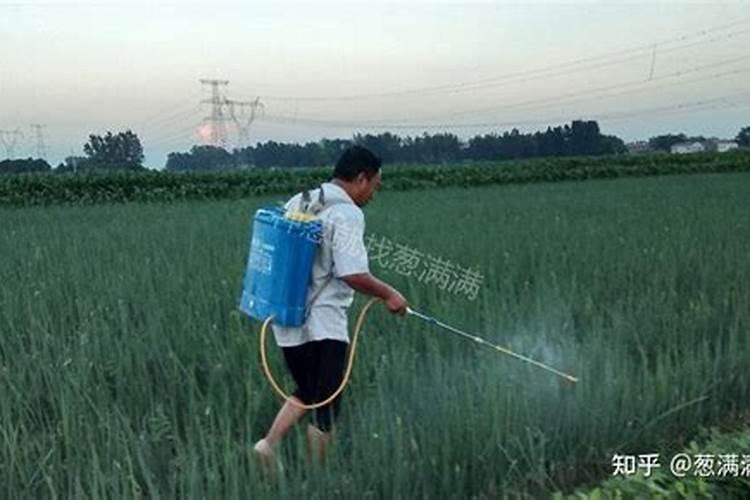 出穗期稻子还能打虫药吗
