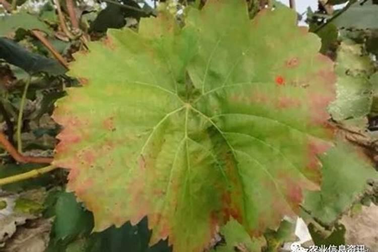 葡萄缺钙的症状和治疗方法