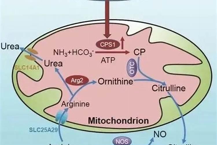 尿素是硝态氮肥还是铵态氮肥