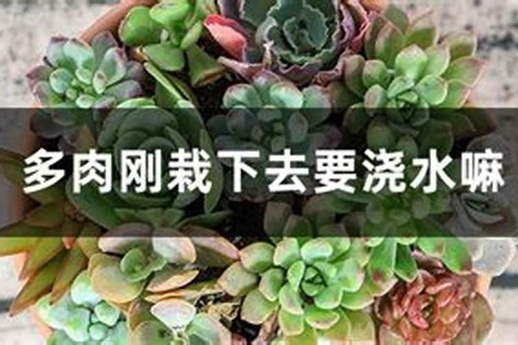 多肉长出两个花心怎么办