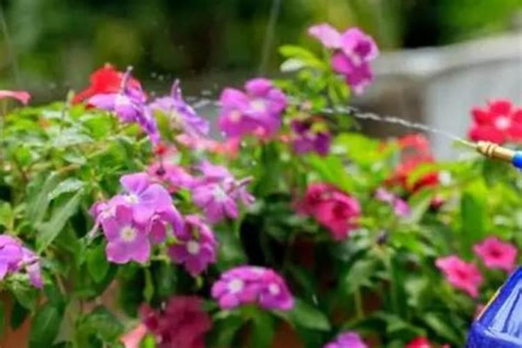 成都农药种子批发市场在哪