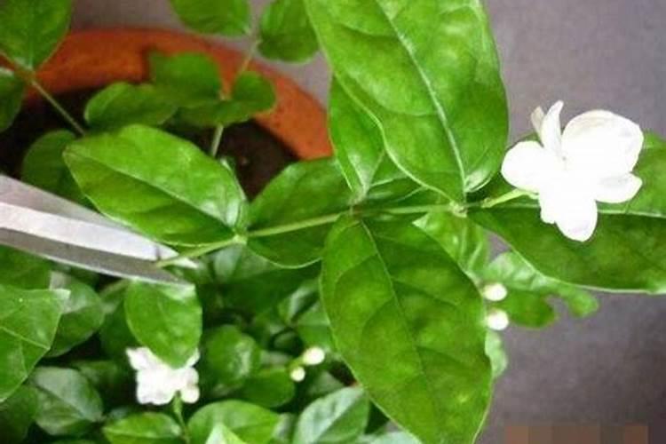 茉莉花修剪后如何正确使用催花肥？