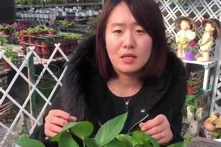 绿萝用什么肥料长得快,含氮的有机肥最利于生长