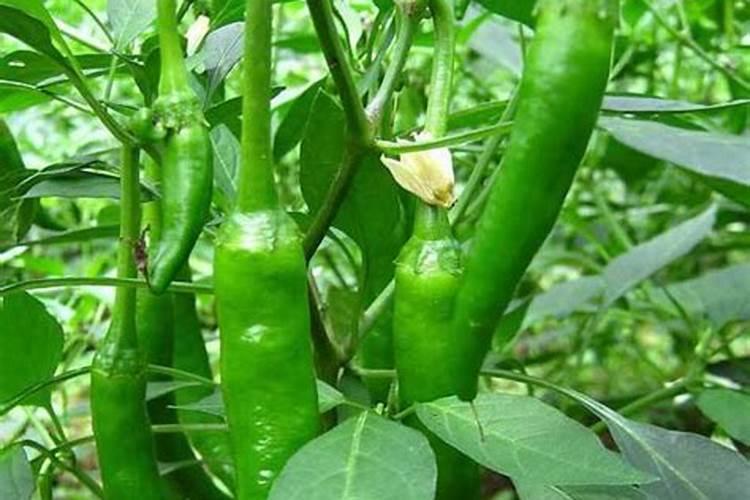 辣椒开花结果后施什么肥