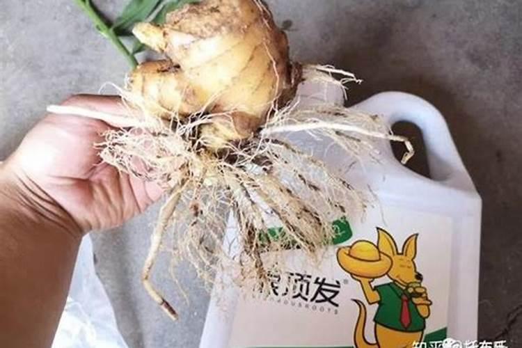 速生桉什么时候种最好