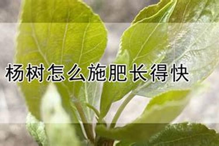 三年的杨树怎样施肥