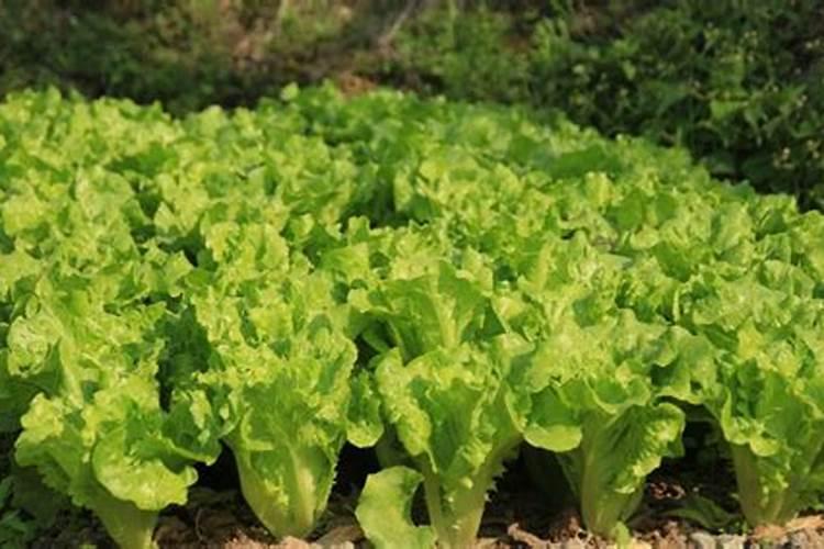 生菜叶片增厚用什么叶面肥