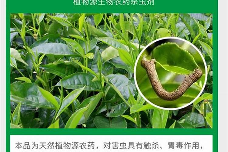 茶叶能不能使用芸苔素内脂？有什么好处和副作用？谢谢