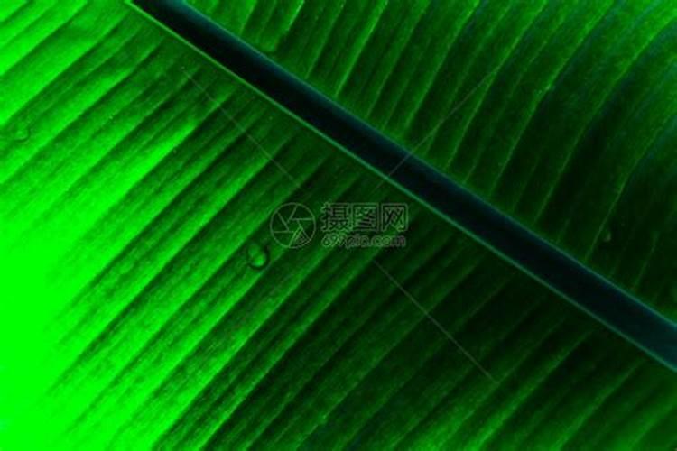 缺少氮磷钾肥分别有什么现象