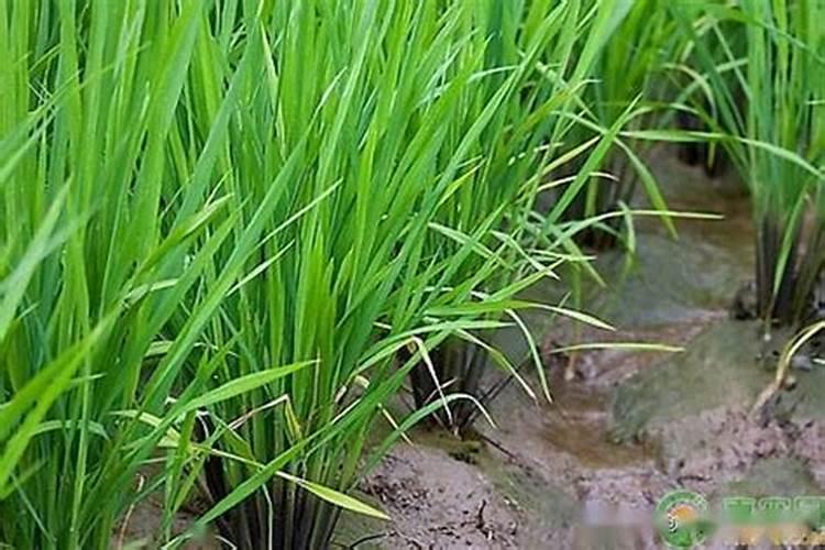 怎样提高磷肥的施用效果,提高水稻磷肥施用效果的方法