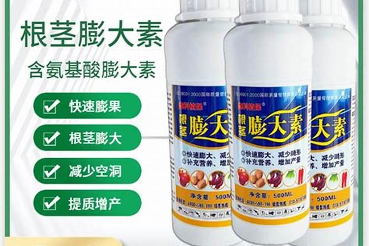 种植杨梅树要注意哪些问题,什么时间最好