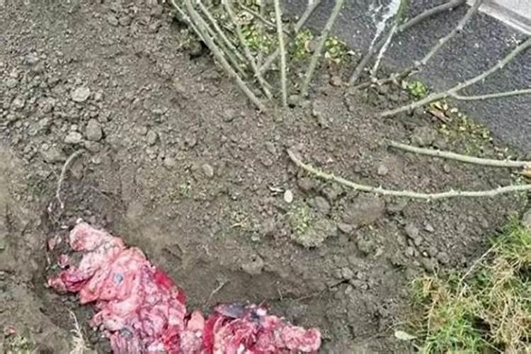 发酵的鱼内脏水能当多肉肥料吗