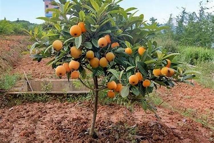 枇杷膨果期用什么肥料产量高？枇杷挂果期冲施什么肥料好？