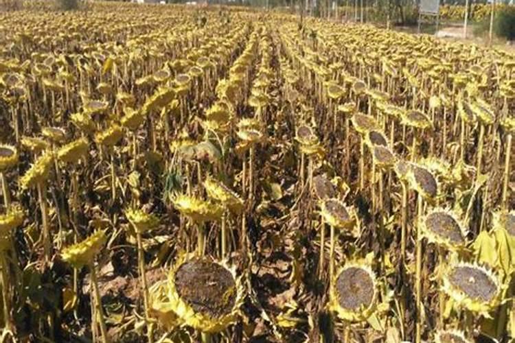 食葵灌浆需要施什么肥