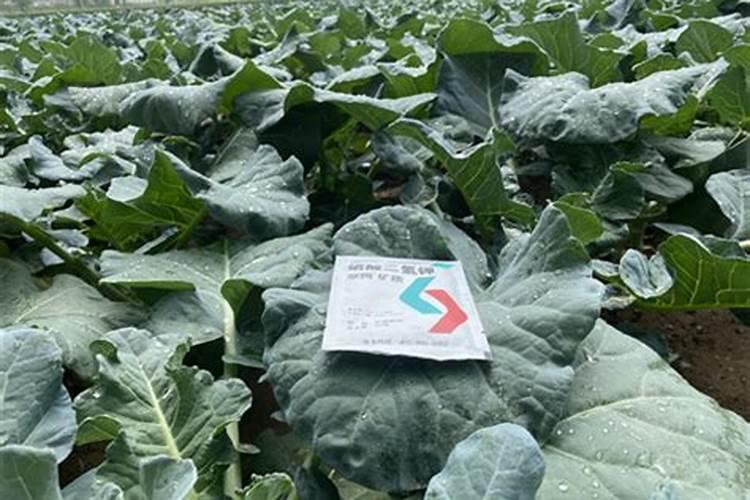 西兰花要施什么肥最好