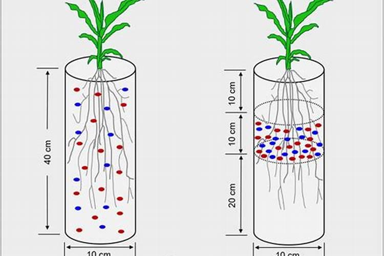 磷肥能使作物根系发达吗