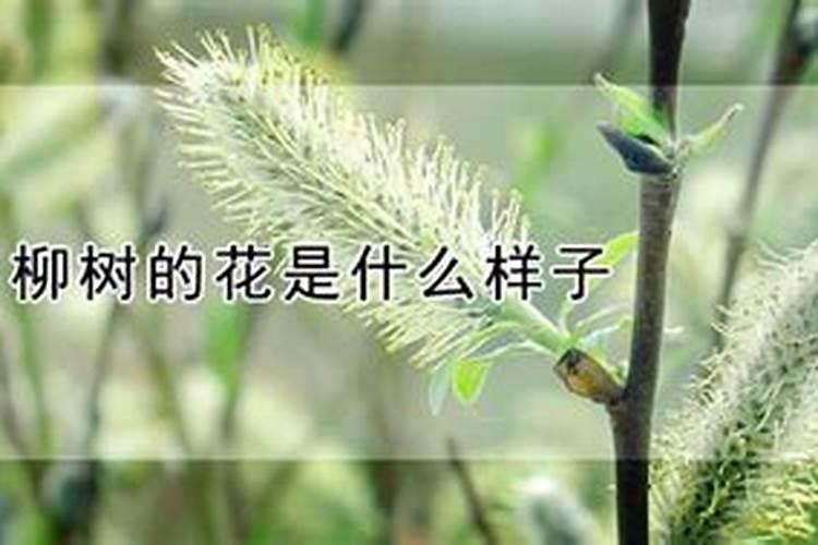 柳树怎么种植