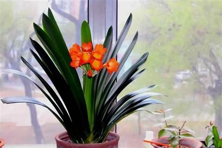 君子兰花肥能上蝴蝶兰花吗