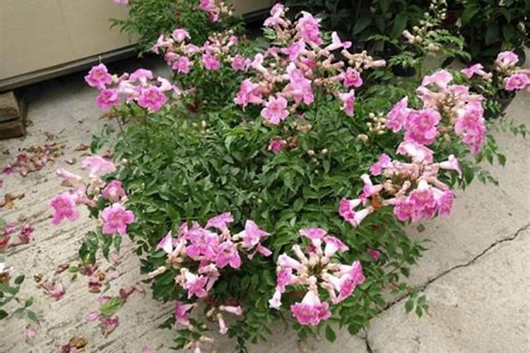 花卉叶面肥多久喷一次比较好 叶面肥打多了有害吗