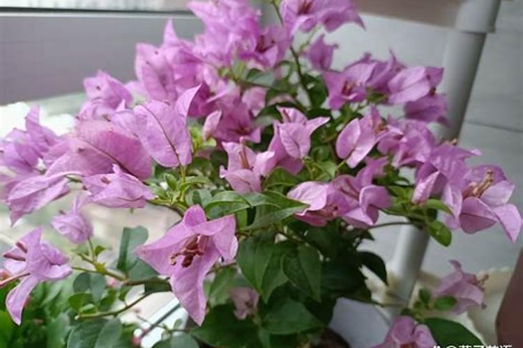 什么是磷肥和钾肥