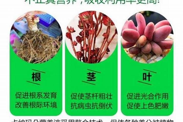 请教一下多肉植物要怎么施肥呢