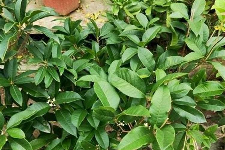 红薯的大棚育苗技术技巧 红薯应该怎么养殖