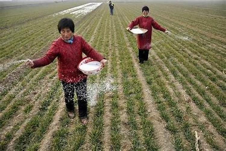 硝酸磷肥追施小麦每亩25公斤行吗‘？