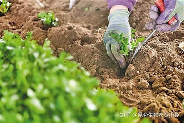 苗芽菜可以施肥吗