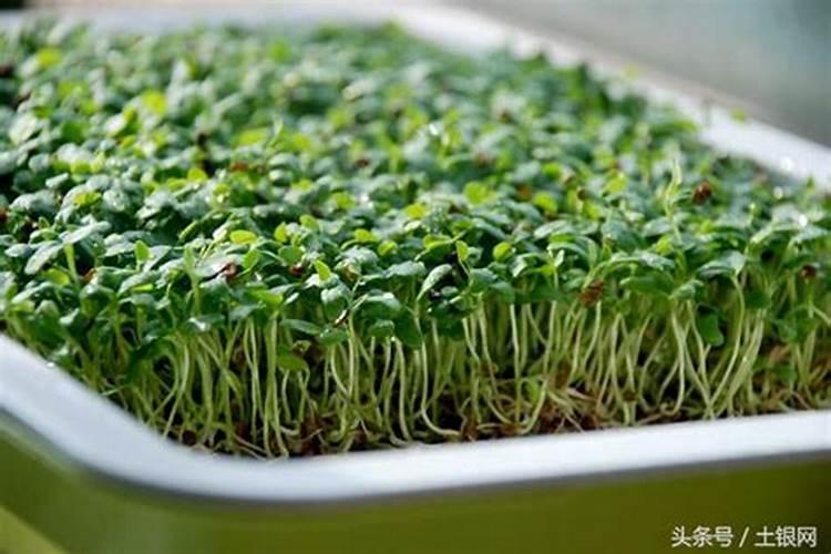 芽苗菜发芽需要什么条件