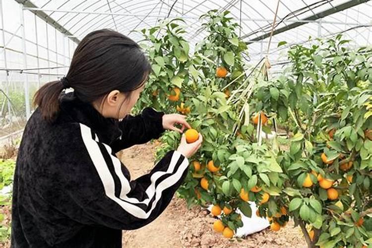 禽畜粪有机肥有市场吗