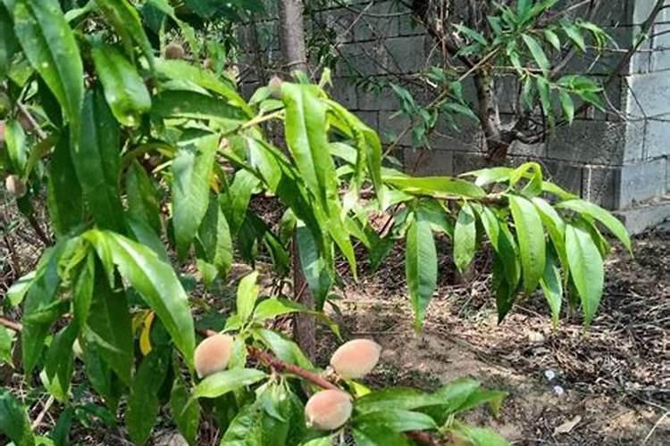 桃树什么时候施肥效果好,桃树施肥最佳时间