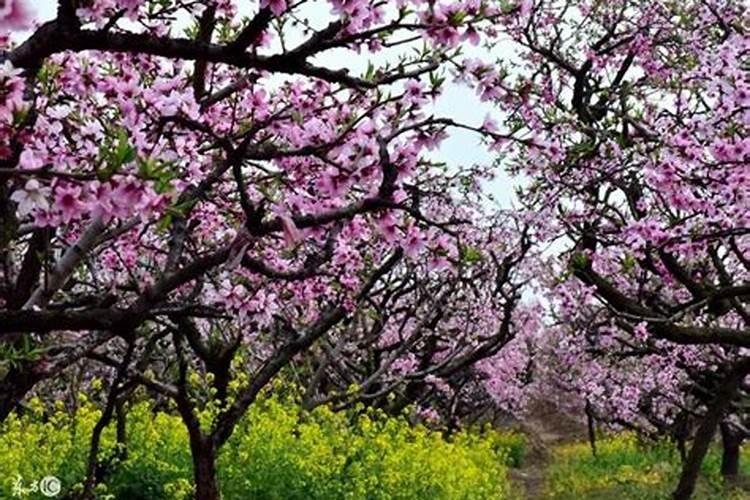 春天三年桃树一棵施多少羊粪肥