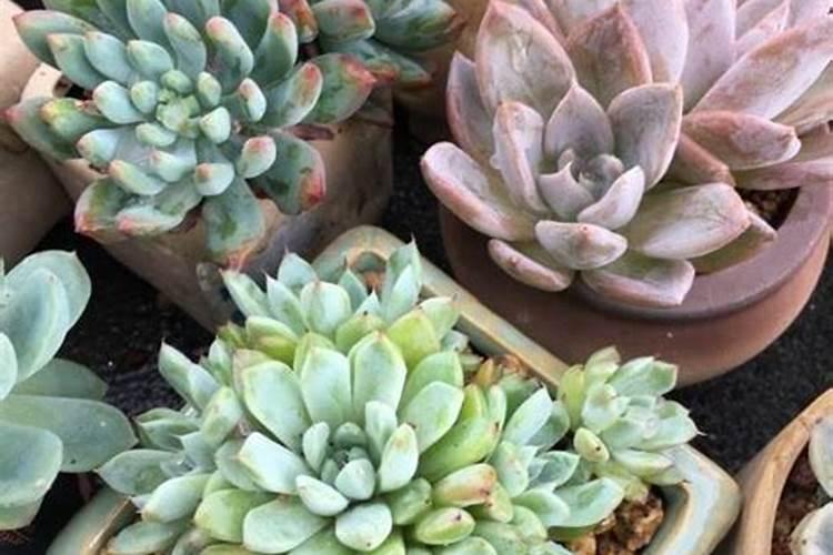 多肉施什么肥好