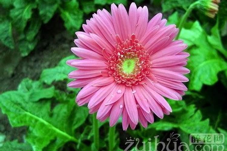 非洲菊怎么施肥