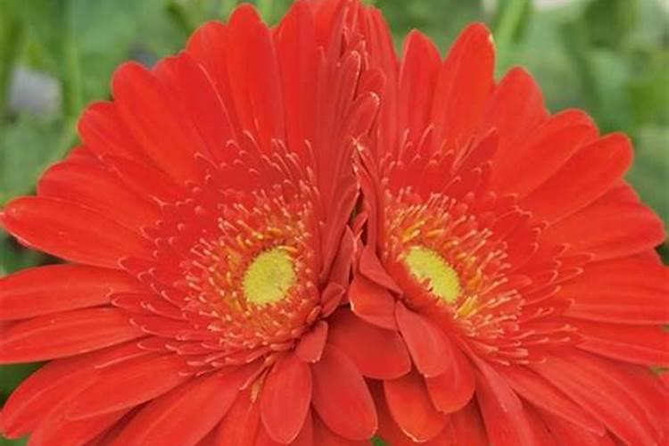 非洲菊施肥技术有什么需要注意的