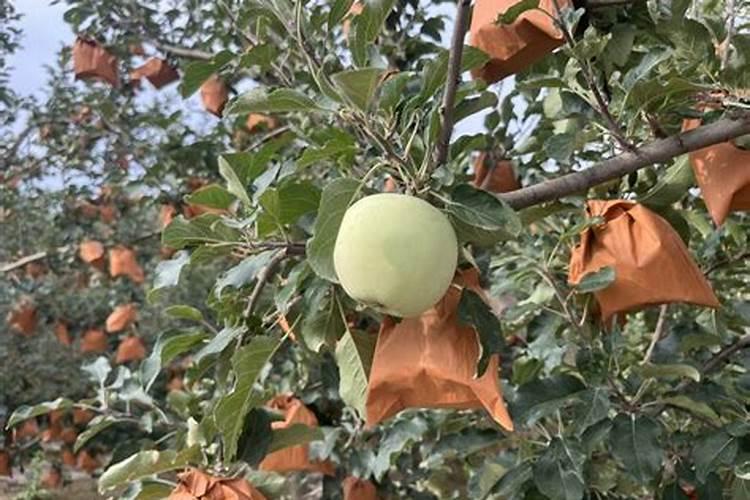 李子增甜转色期使用高磷低钾好还是低磷高钾好？