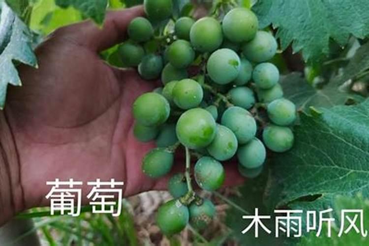 今年的红提葡萄长的不大,己经套袋了,用点什么叶面肥膨果快