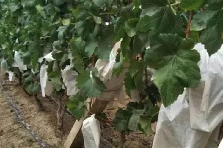 葡萄什么时候套袋怎么套最好