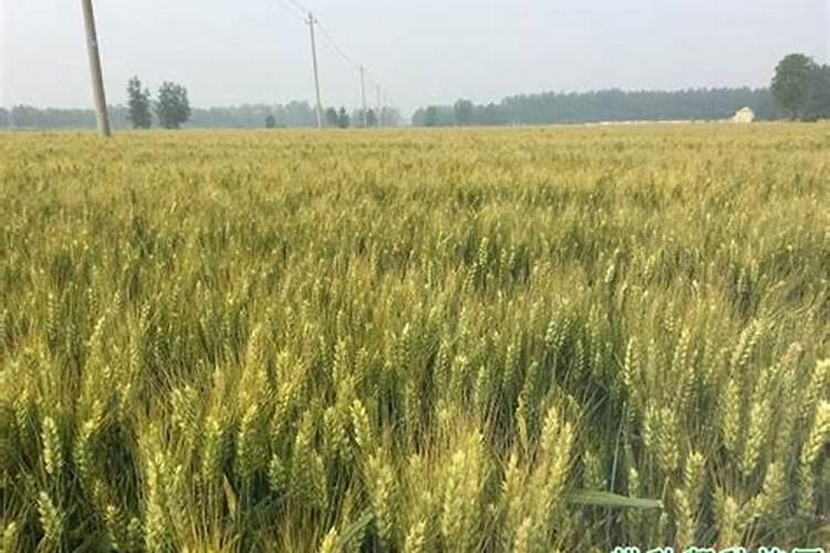 小麦需要什么含量的肥料