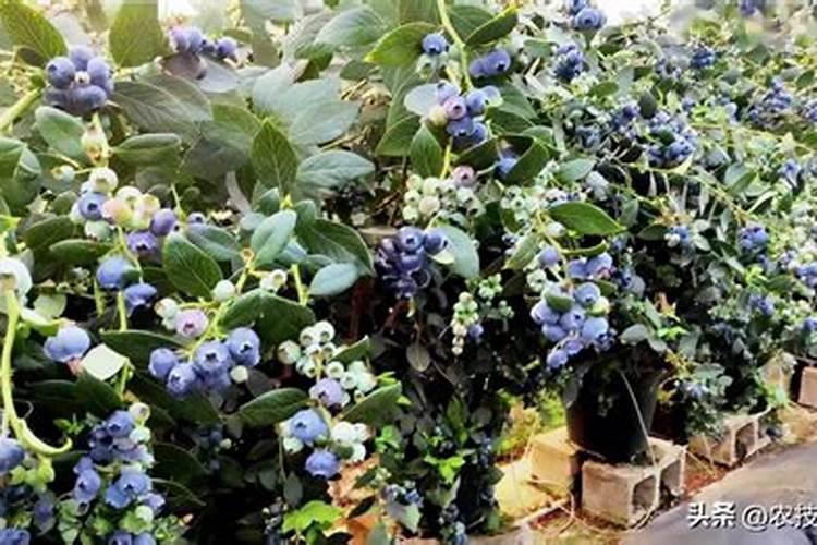 蓝莓壮枝用什么叶面肥好