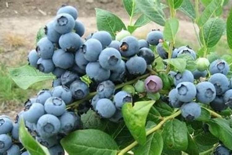 夏季蓝莓要如何修剪 要施什么肥料
