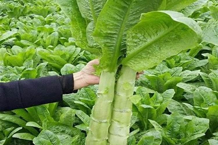 莴苣种子什么时候播种效果好？