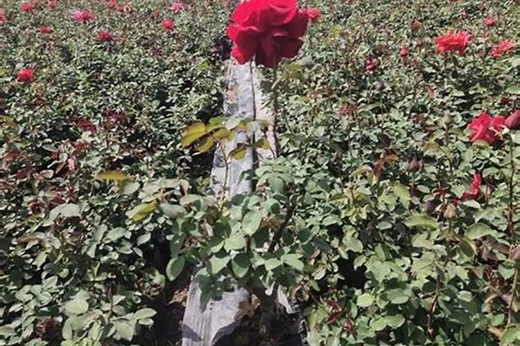 月季开花期间怎么施肥