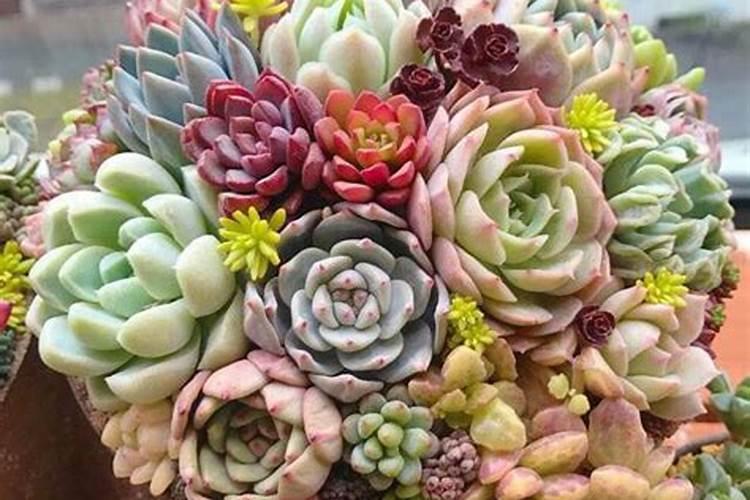 多肉需要什么肥料