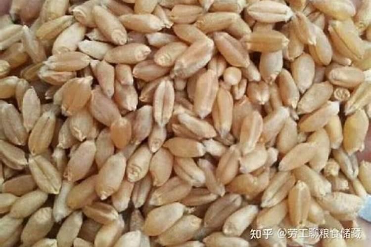 小麦需要的中微量元素有哪些